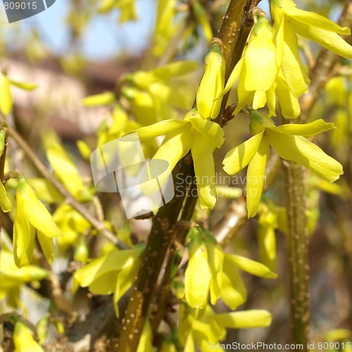 Image of Forsythia