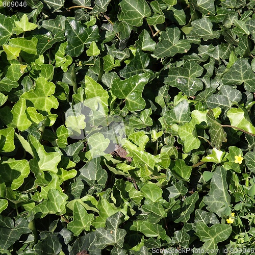 Image of Ivy