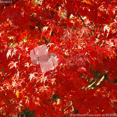 Image of Maple leaves