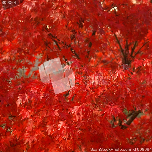 Image of Maple leaves