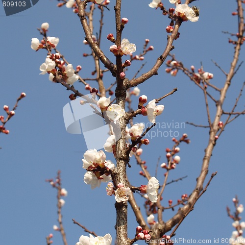 Image of Forsythia