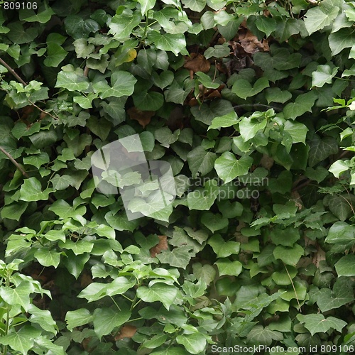 Image of Ivy