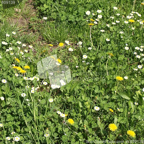 Image of Daisy meadow