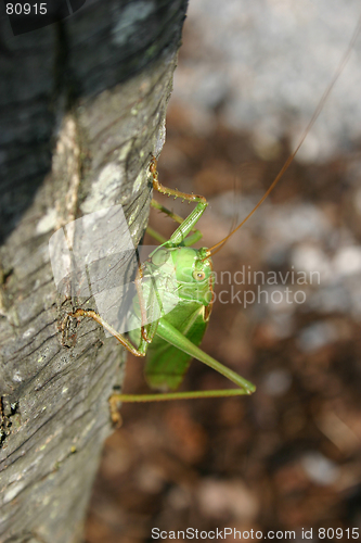 Image of Grashopper