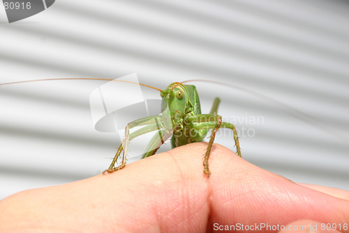 Image of Grashopper