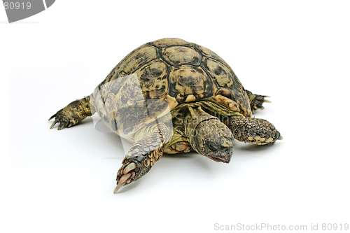 Image of Turtle Emma