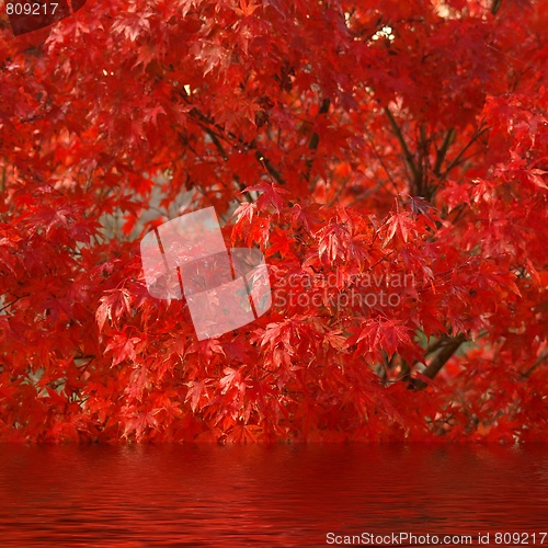 Image of Maple leaves