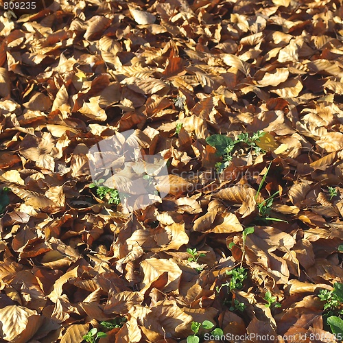 Image of Falling leaves