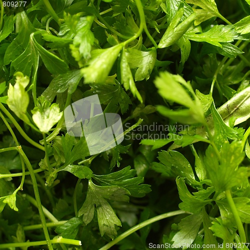 Image of Parsley