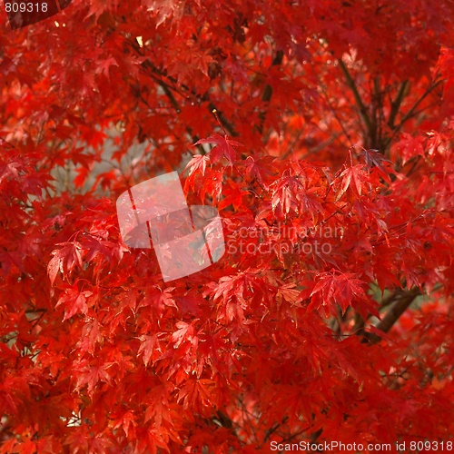 Image of Maple leaves