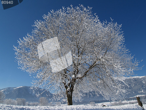 Image of Wintertree