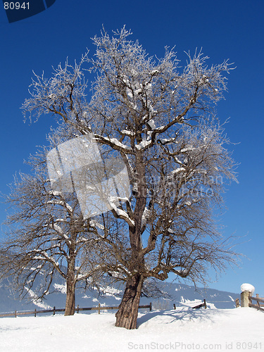 Image of Icetree