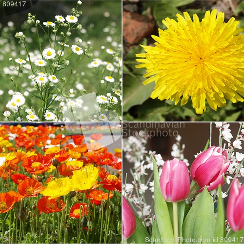 Image of Flowers collage