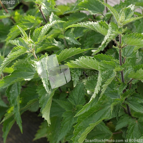 Image of Stinging nettle