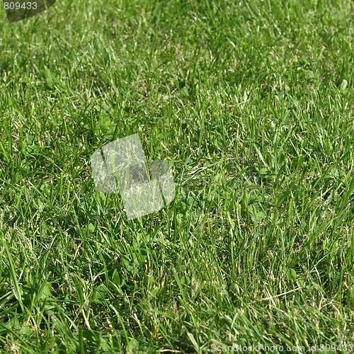 Image of Meadow