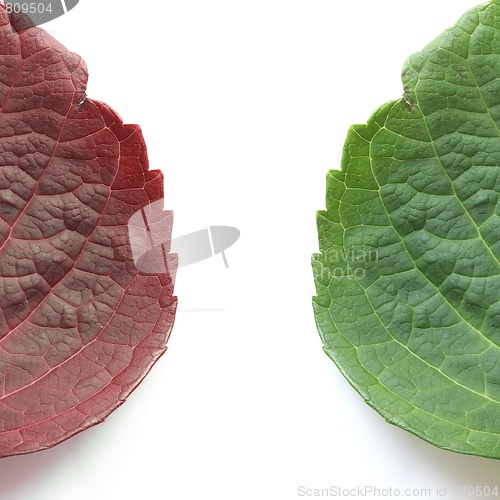 Image of Tree leaves