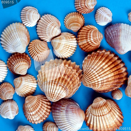 Image of Shells