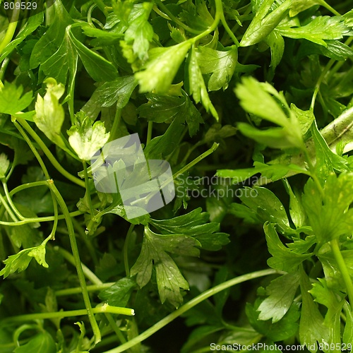 Image of Parsley