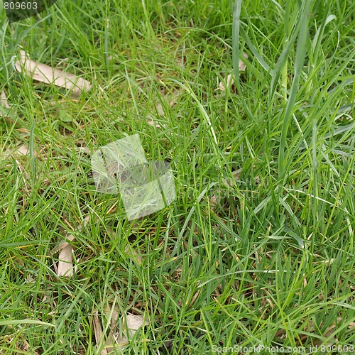 Image of Meadow
