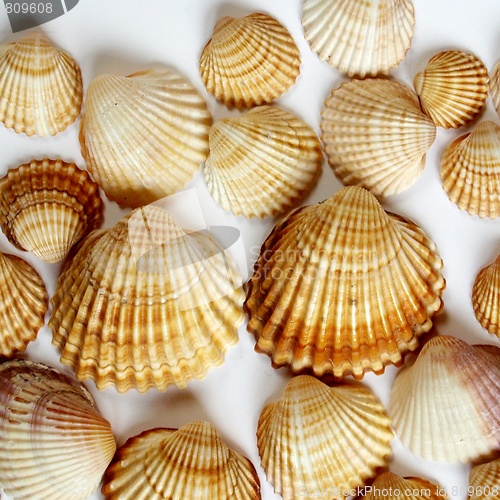 Image of Shells