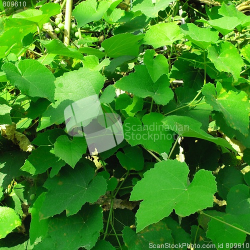 Image of Foliage