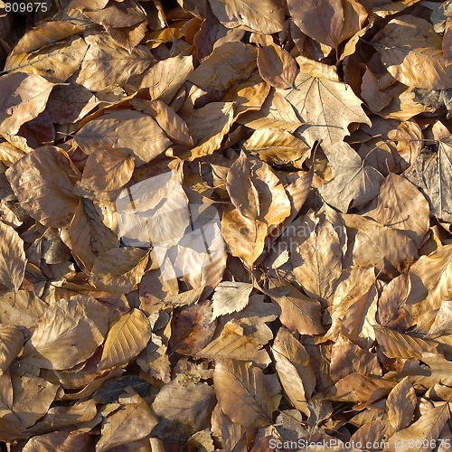 Image of Falling leaves