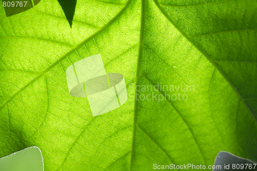 Image of Leaf