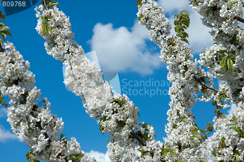 Image of Spring flowers