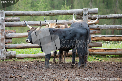 Image of Bulls