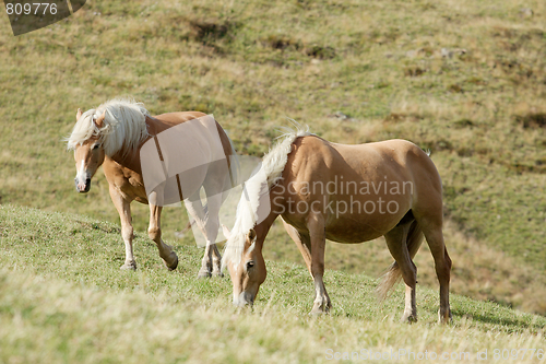 Image of Horses