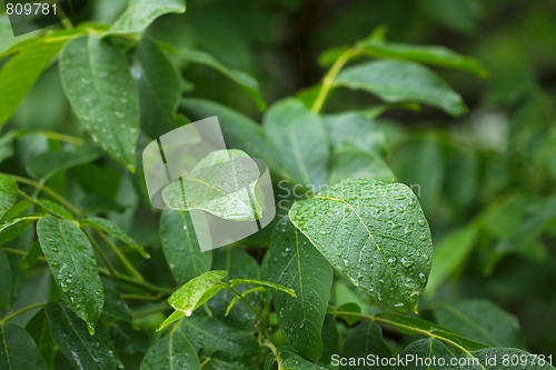 Image of Leaves in rain