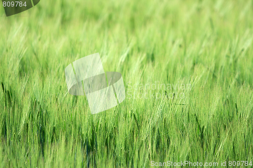 Image of Greenery