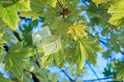 Image of Leaves