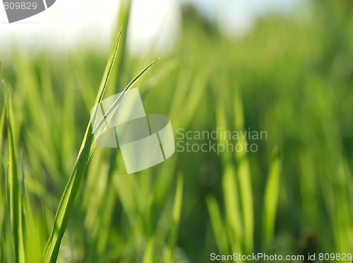 Image of Grass