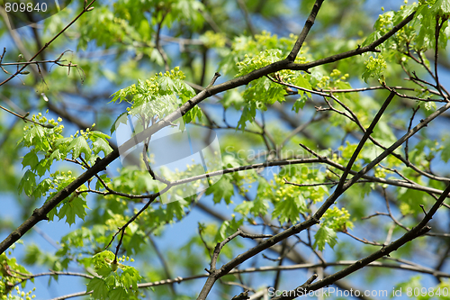 Image of Leaves