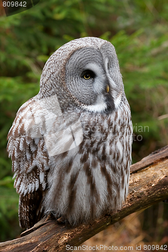 Image of Owl