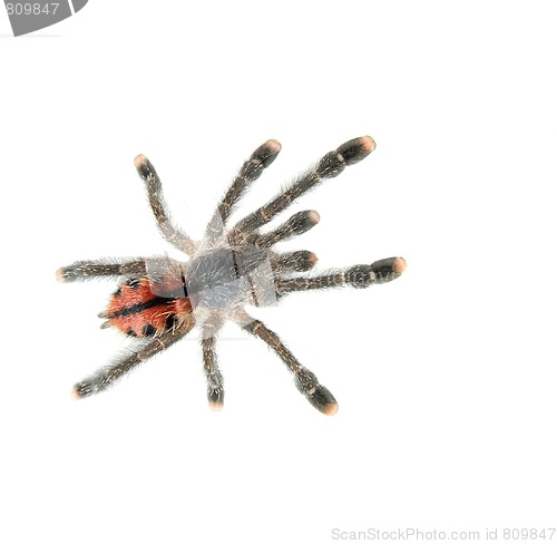 Image of Spider