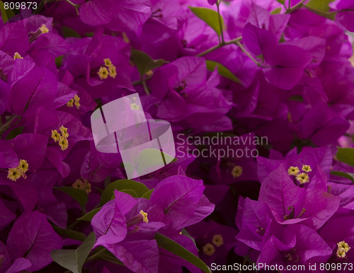 Image of Pink flowers