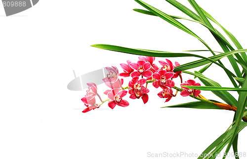 Image of Orchid