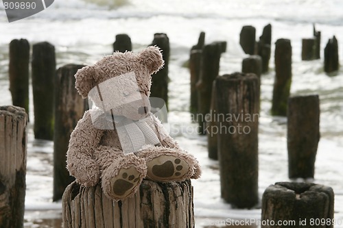 Image of Teddy Bear by sea