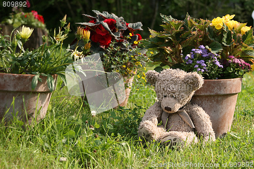 Image of Teddy Bear in garden