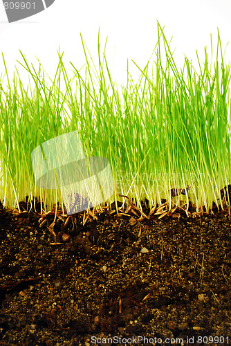 Image of earth and grass
