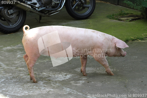 Image of Young Pig