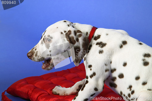 Image of Dalmation