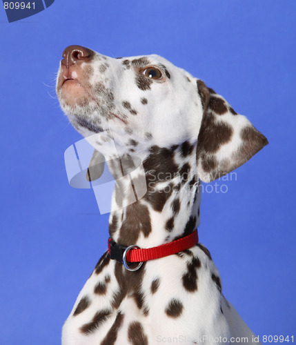 Image of Dalmation