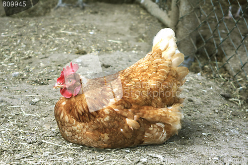 Image of Brown hen