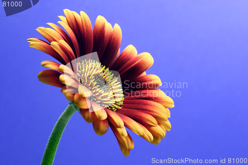 Image of mini gerbera,