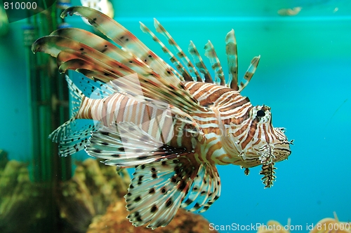 Image of Red Lionfish