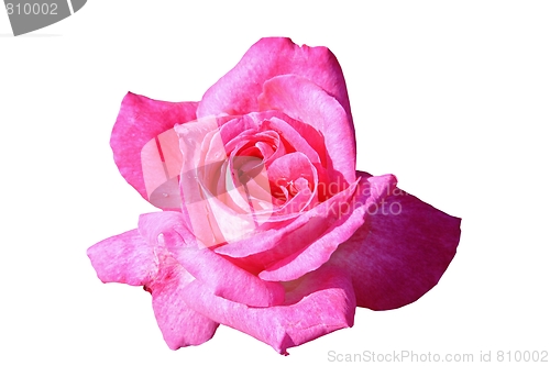 Image of pink rose