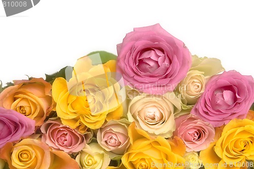 Image of Pink and yellow roses